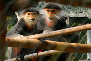 Primate au parc Cuc Phuong_s
